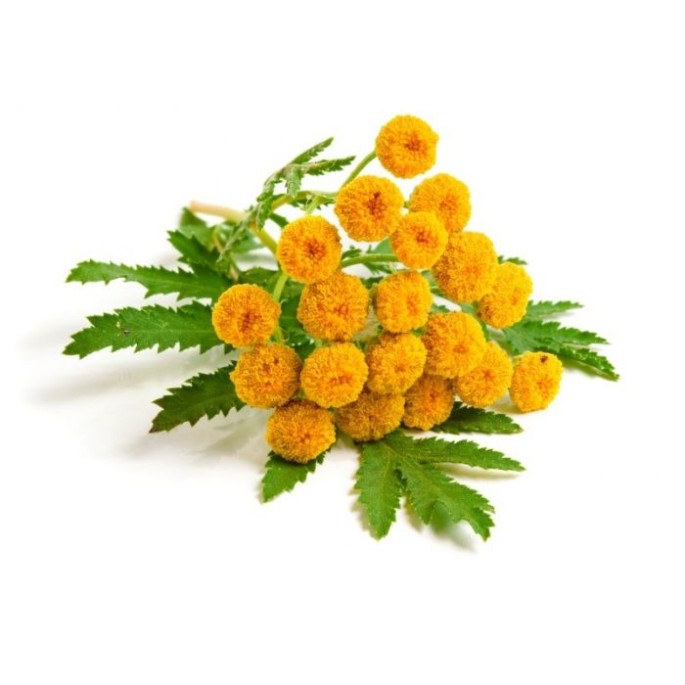 Blue Tansy Essential Oil (Cosmetic)