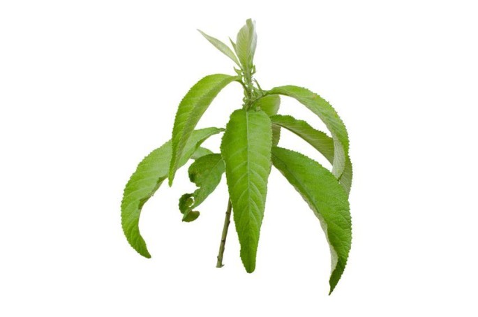 Camphor Essential Oil (Cosmetic)