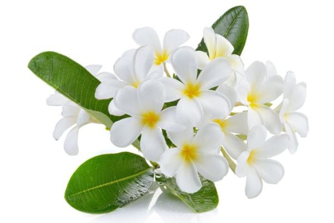 Frangipani Essential Oil (Cosmetic)