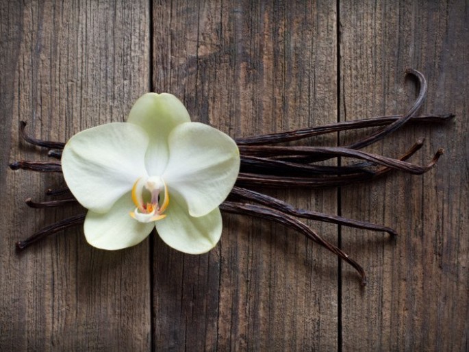 Vanilla And Wood Fragrance