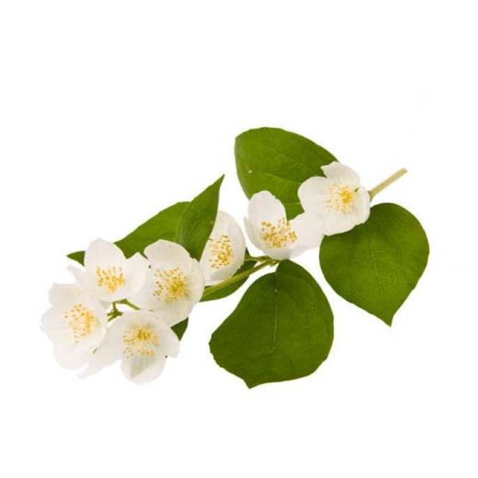 May Chang (Litsea Cubeba) Essential Oil